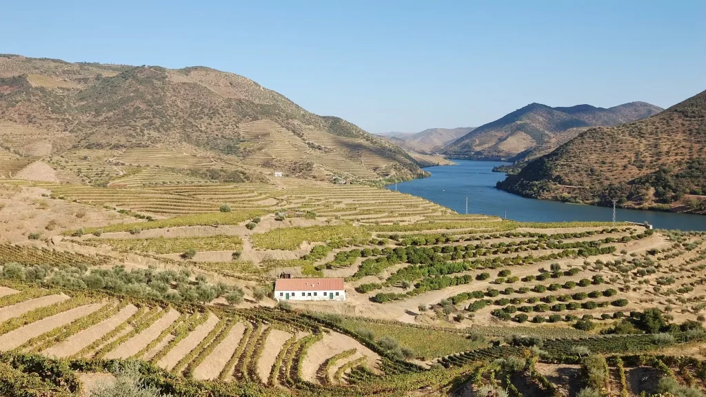 Terraced vineyards stepping down to the river in the Douro Valley wine region east of Porto